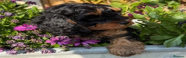Cavapoo 2