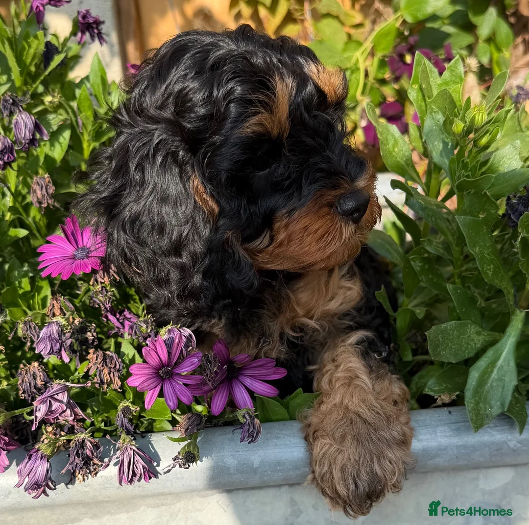 Cavapoo dogs for sale: READY NOW 2 Stunning Cavapoos puppies  - Advert 1