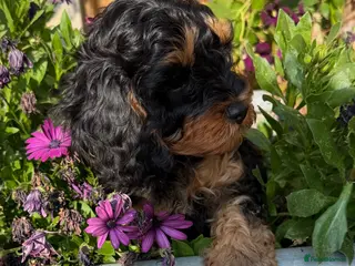 Cavapoo dogs READY NOW 2 Stunning Cavapoos puppies - Advert 6