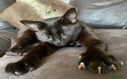 Mixed Breed cats for sale: Black house cat for sale  - Image 2