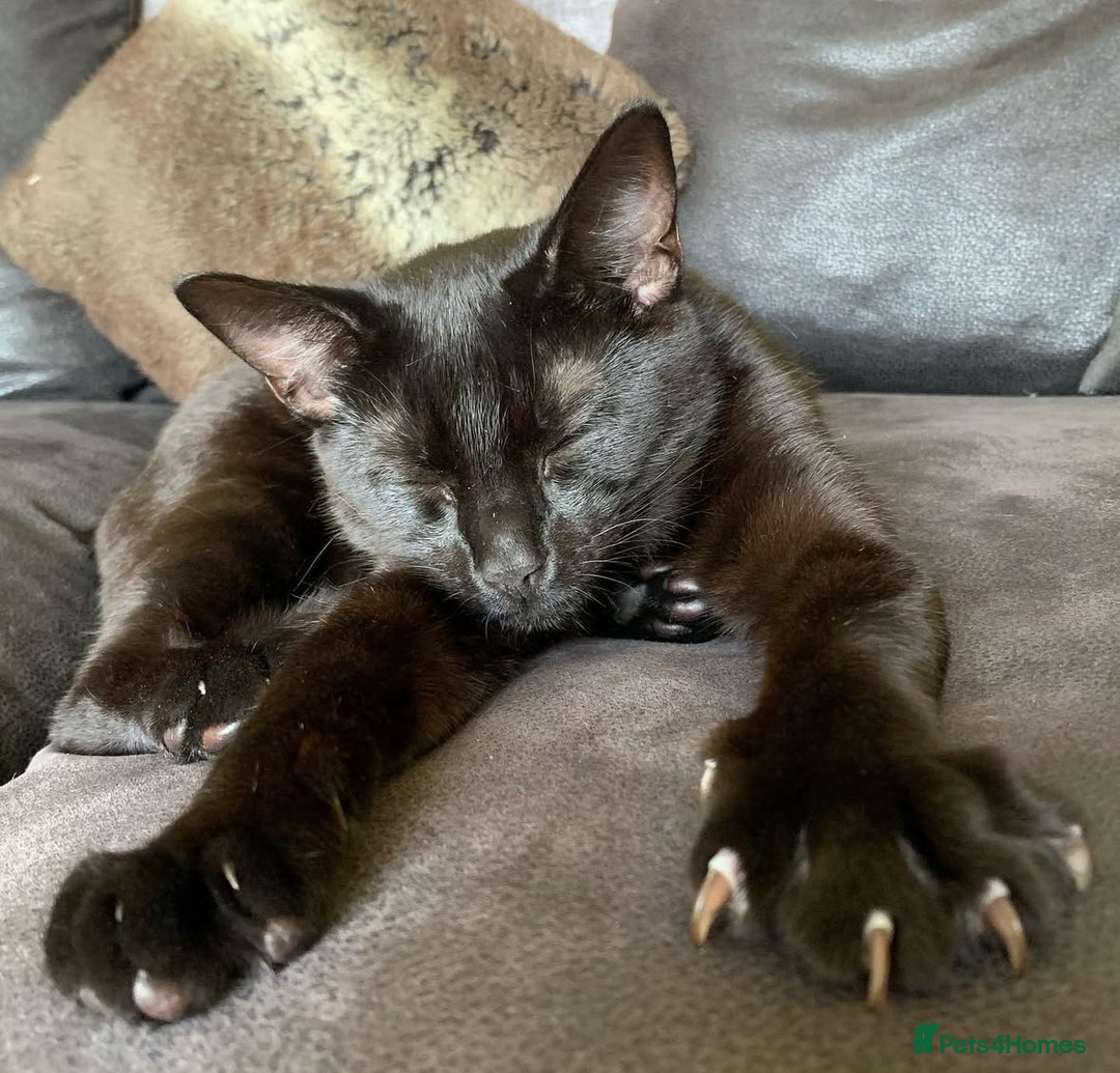Mixed Breed cats for sale: Black house cat for sale  - Image 2