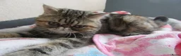 Exotic cats for sale:  Beautiful Exotic female kittens Ready now - Advert 12