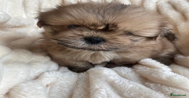 Shih Tzu dogs - Advert 5