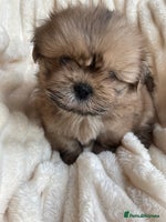 Shih Tzu dogs - Advert 7