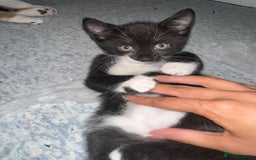 Mixed Breed cats for sale: 2 Kittens - Image 14