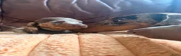 Miniature Dachshund dogs for sale: Miniature Dachshund Puppies - Advert 33