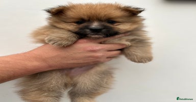 Pomeranian dogs - Advert 3