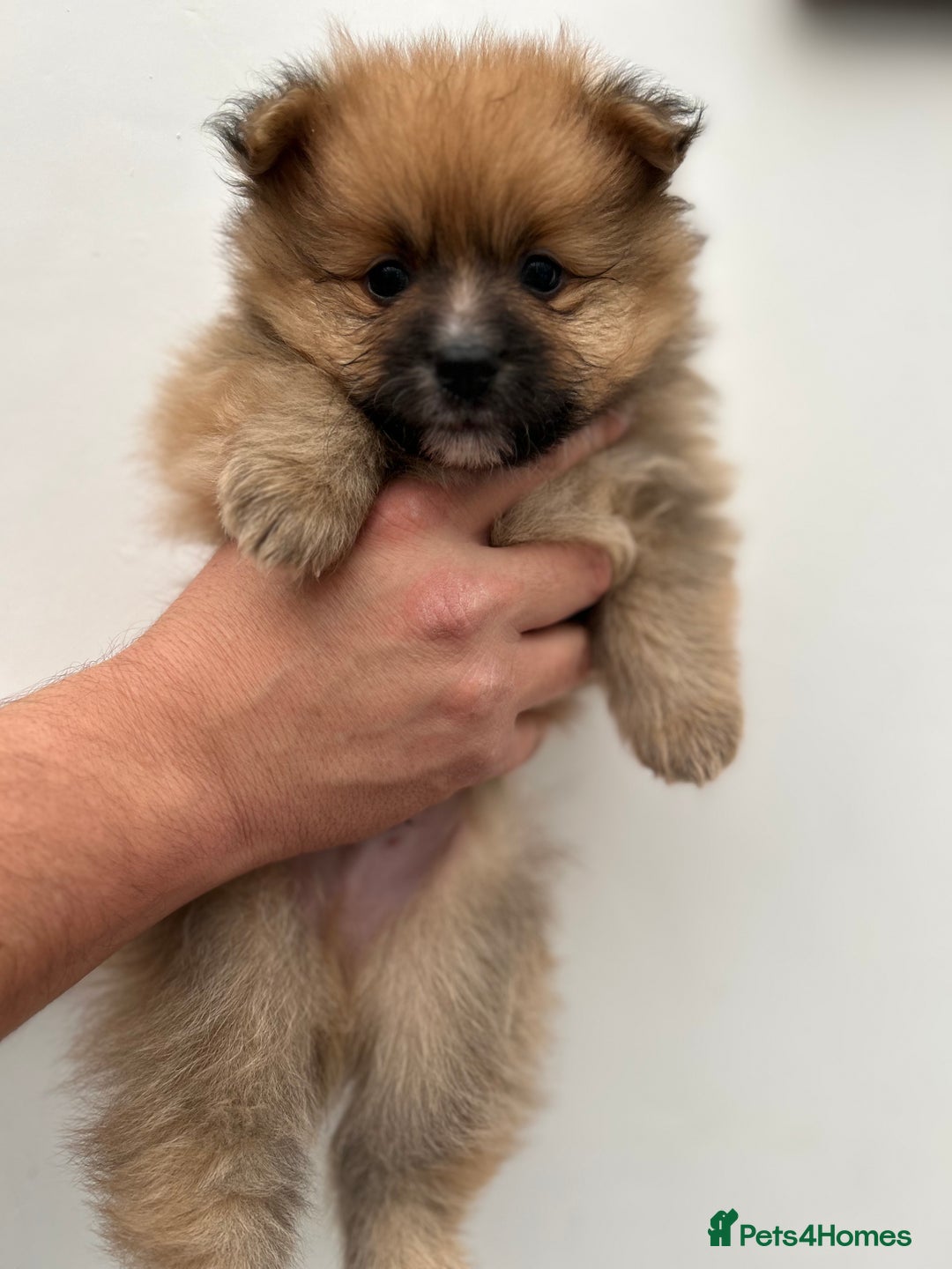 Pomeranian dogs for sale: Pomeranian puppies - Advert 7