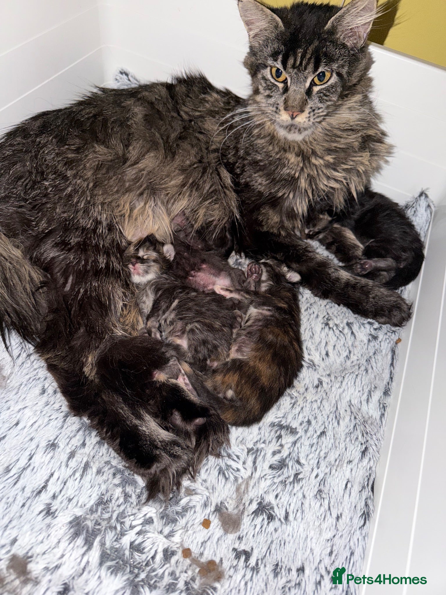 Maine Coon cats Mane coon kittens  - Advert 2