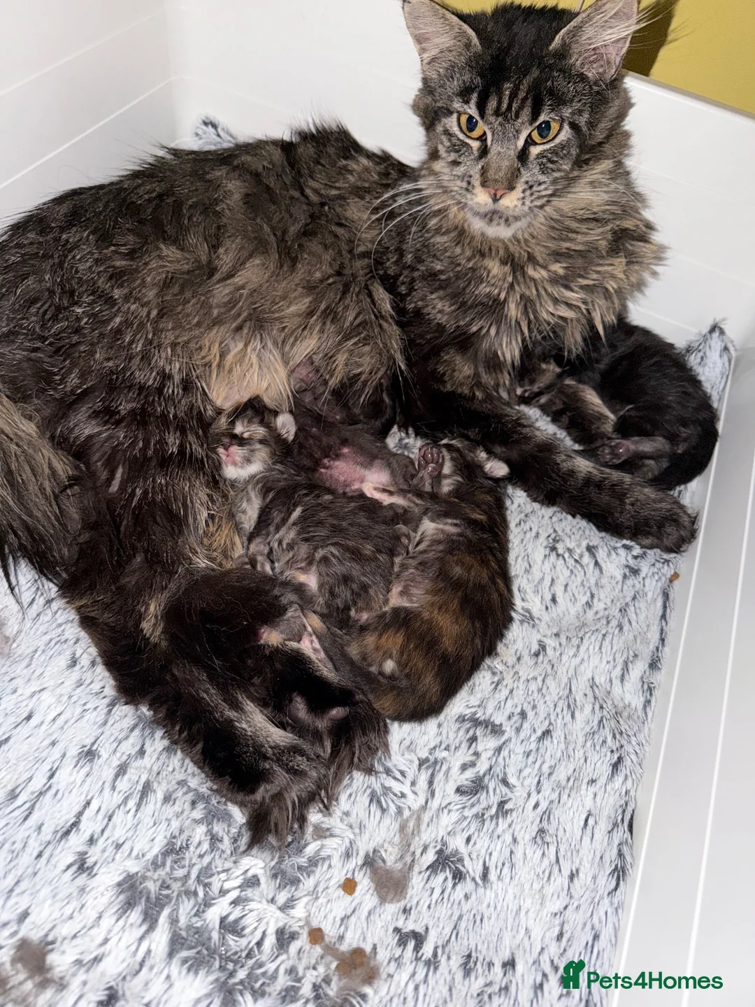 Maine Coon cats for sale: Mane coon kittens  - Advert 2