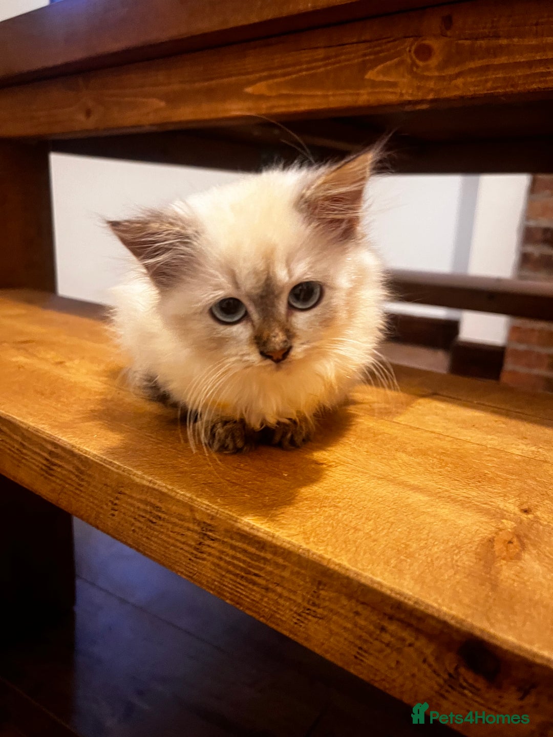 Siberian cats for sale: Three Siberian kittens!! - Image 4