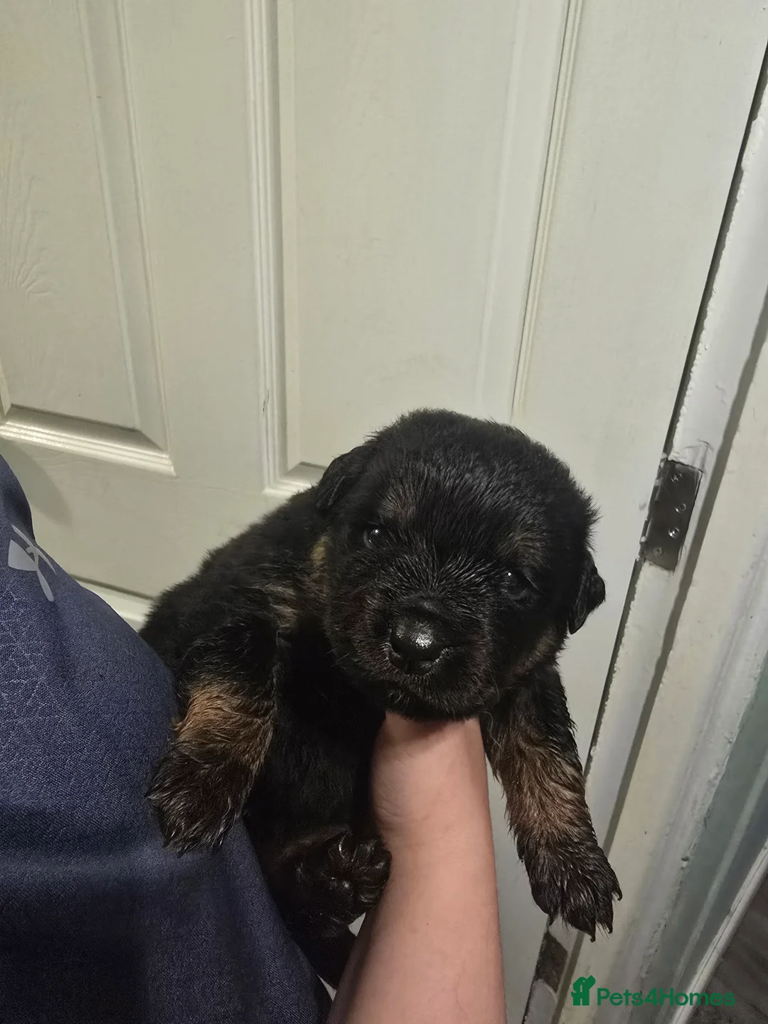 Rottweiler dogs for sale: Rottweiler pups - Advert 2