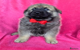 German Shepherd dogs for sale: Adorable German Shepherd puppies - Image 25