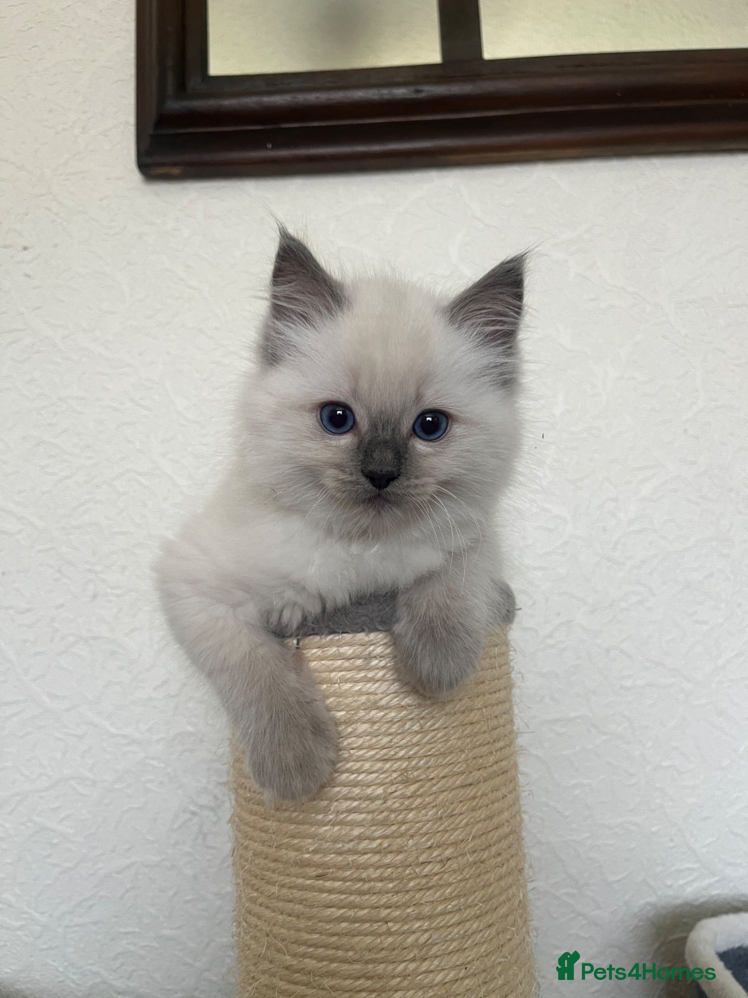 Ragdoll cats GCCF Registered Ragdoll Kittens  - Advert 1