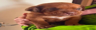 Dogue De Bordeaux 6