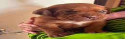 Dogue De Bordeaux dogs for sale: KC Reg Dogue de Bordeaux puppies - Advert 3