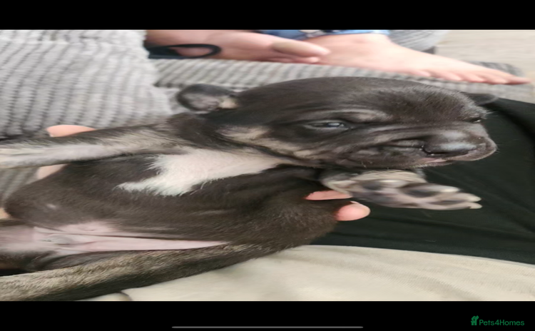 Staffordshire Bull Terrier dogs - Advert 1