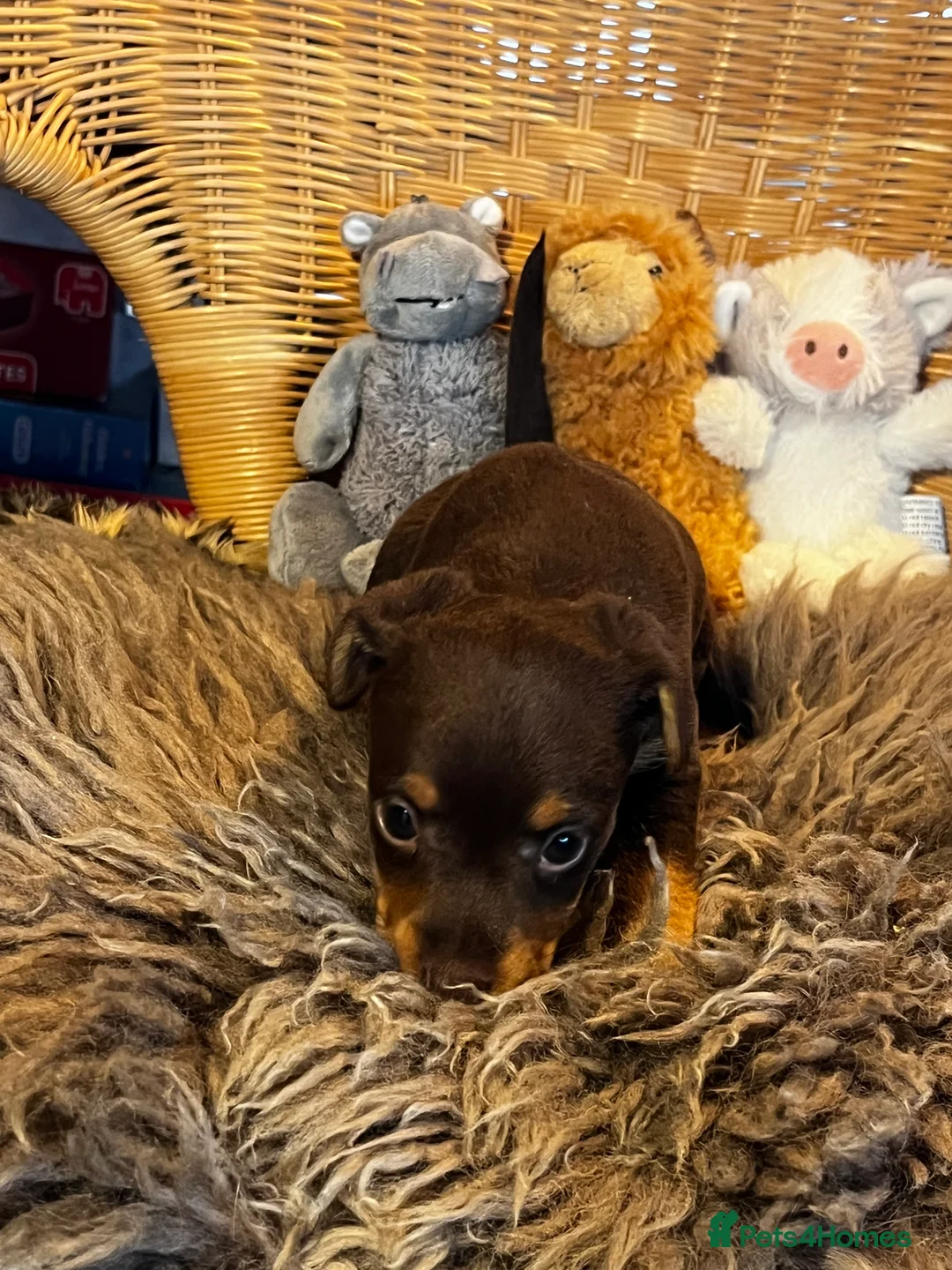 Jack Russell dogs for sale: Lovely, Lively Jack Russell puppies in Pontypool - Advert 19