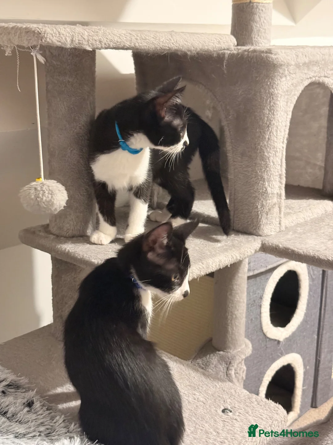 Mixed Breed cats for sale: Adorable Siamese cross Domestic Shorthair kittens  - Advert 1