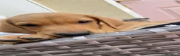 Labrador Retriever dogs for sale: Beautiful female Labrador puppy - last one left - Advert 9