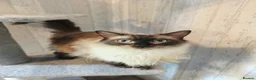 Ragdoll cats for sale: 3 Beautiful Ragdoll Cats  - Advert 5