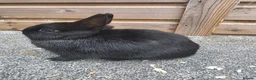 Netherland Dwarf rabbits for sale: Various netherland dwarf kits and adult proven  - Advert 4