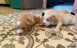 Cocker Spaniel dogs for sale: 4 beautiful cocker spaniels  - Image 5