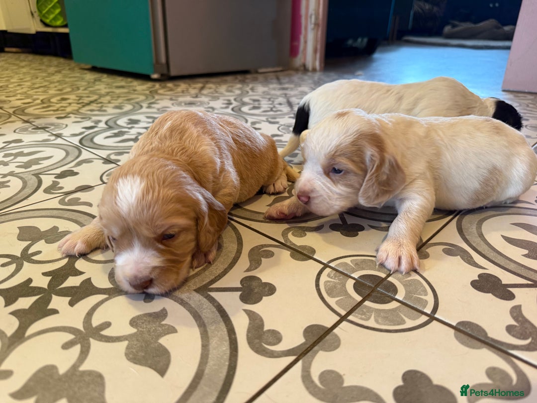 Cocker Spaniel dogs for sale: 4 beautiful cocker spaniels  - Image 5