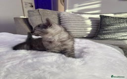 Persian cats for sale: Mother and baby kitten  - Image 3