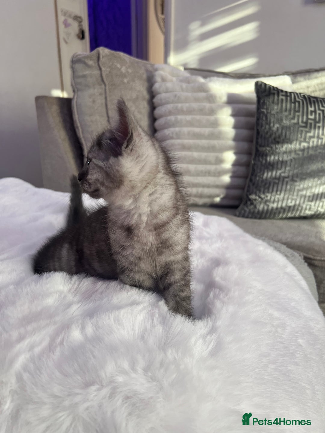 Persian cats for sale: Mother and baby kitten  - Image 3