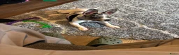 Mixed Breed dogs for sale: French bulldog cross jackchi - Advert 7