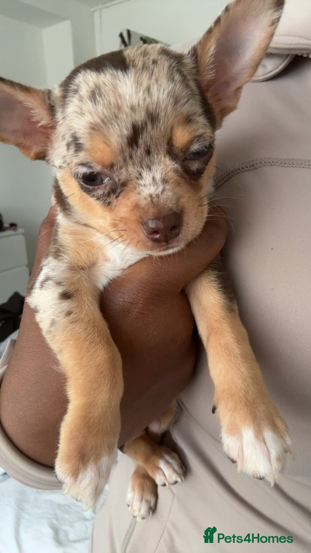 Chihuahua dogs for sale: Reginald (boy) - Image 5