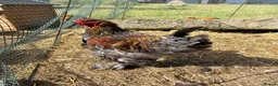 Chickens poultry for sale: Large Fowl Brahma Pairs Mixed Colours - Advert 12