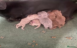 Miniature Dachshund dogs for sale: Miniature dachshund pups - Image 9