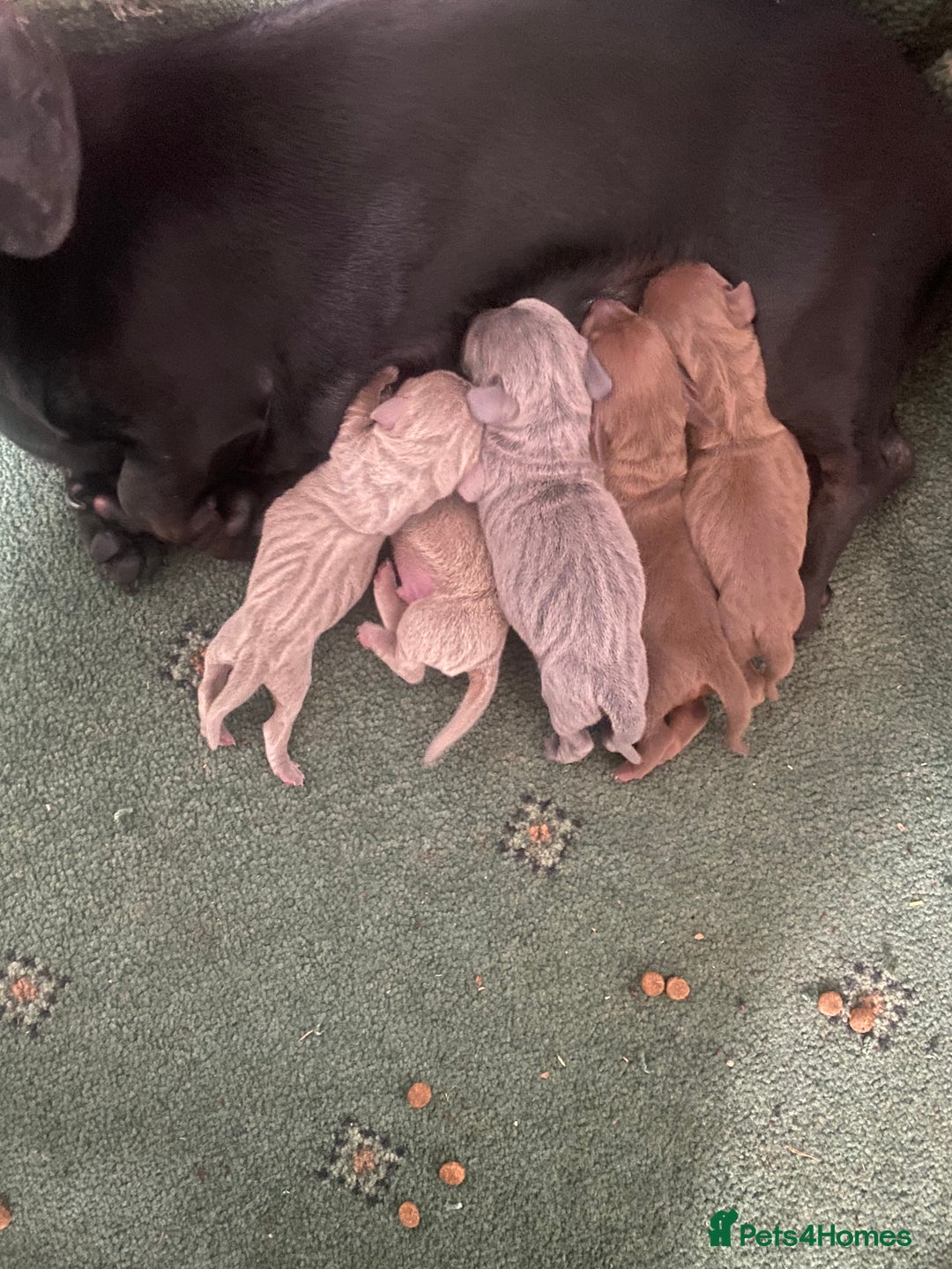 Miniature Dachshund dogs for sale: Miniature dachshund pups - Image 9