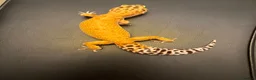 Leopard Gecko reptiles for sale: Inferno Tangerine Het Tremper  - Advert 6