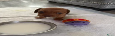 Miniature Dachshund 2