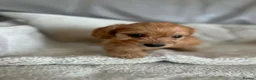 Cockapoo dogs for sale: Our beautiful cockapoo puppies - Advert 13