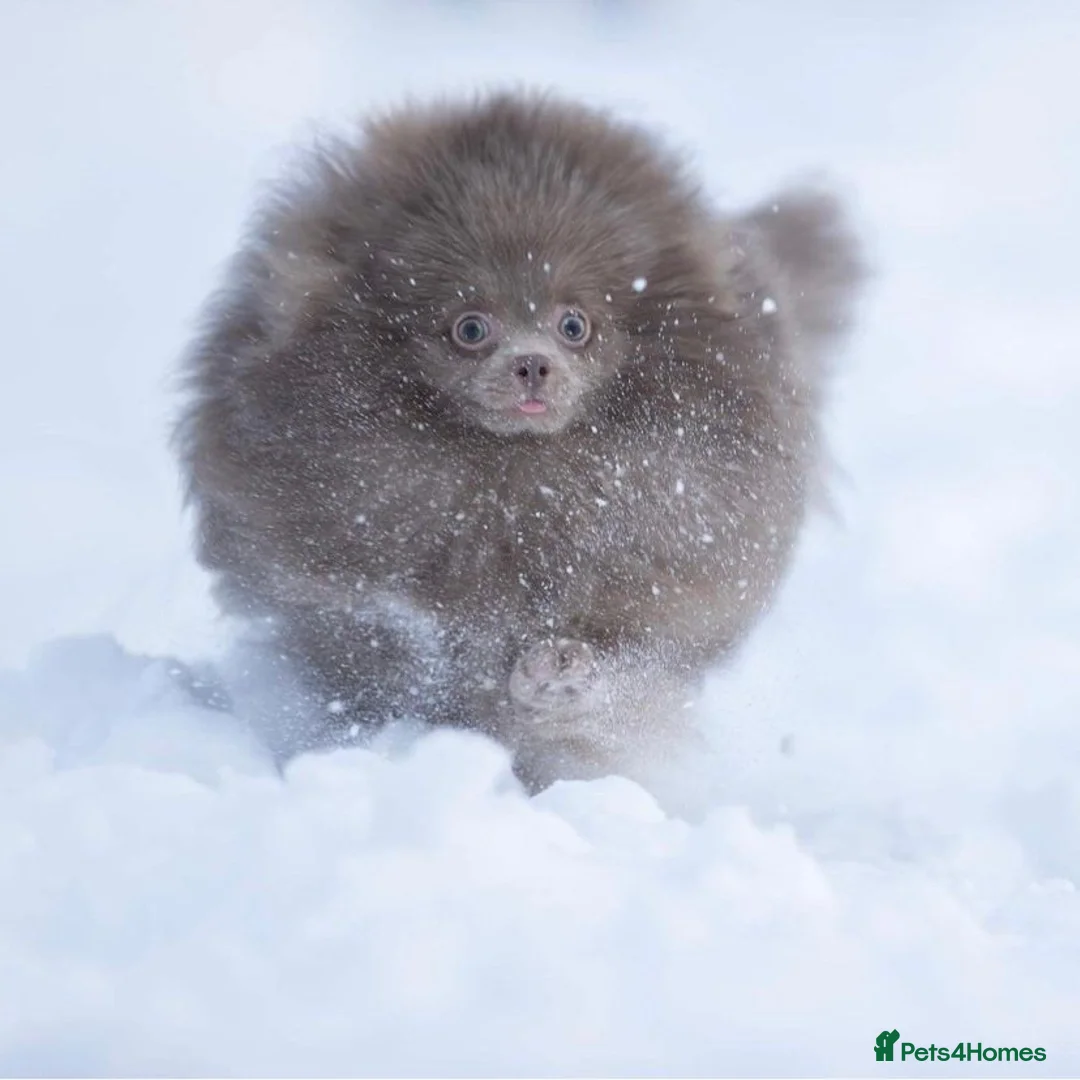 Pomeranian dogs for stud: 🏆 LOTS of champion lines, tiny teddy bear 🧸 in Leeds - Advert 10