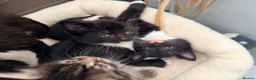 Maine Coon cats for sale: Mainecoon X Bombay X Tabby - Advert 36
