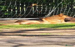 German Shepherd dogs for sale: Part of our love family ❤️ - Image 3