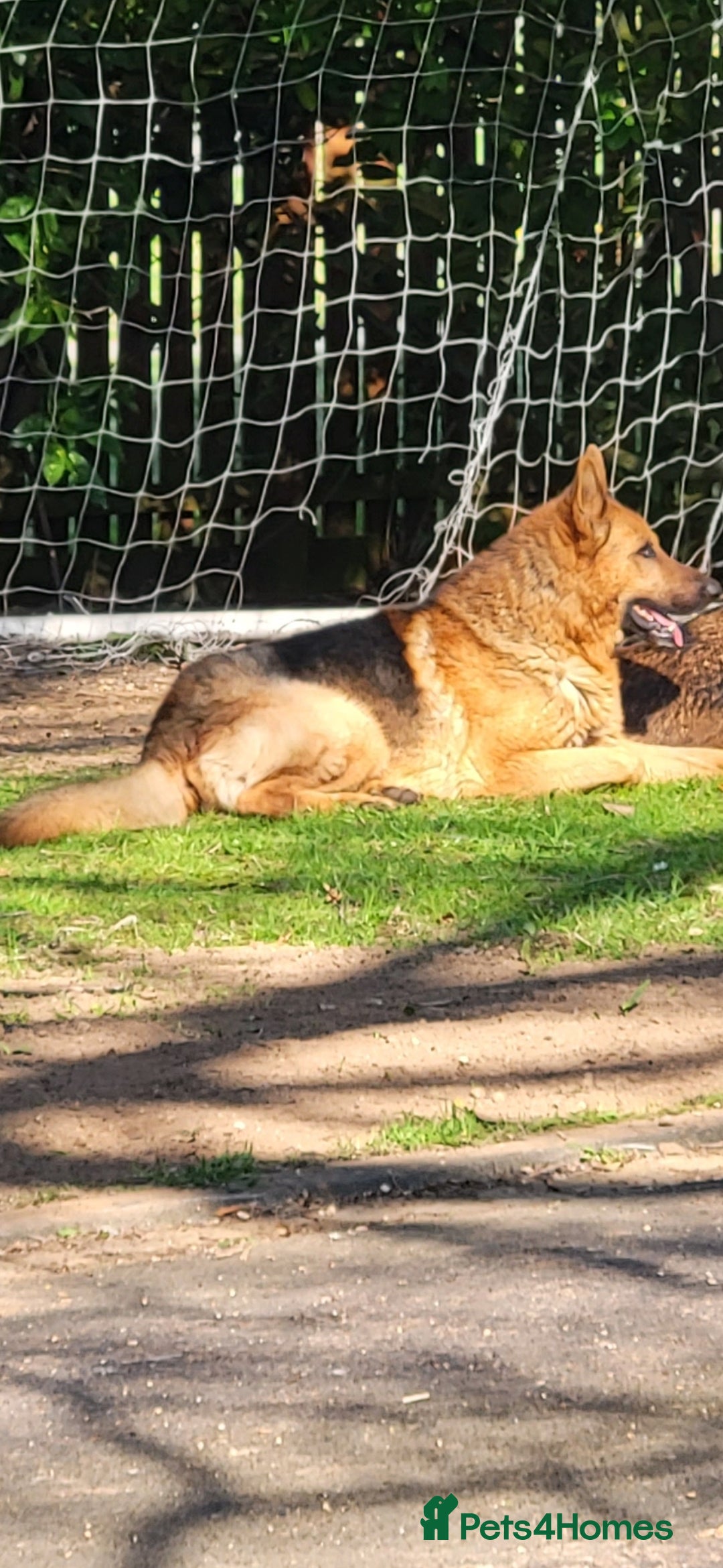 German Shepherd dogs for sale: Part of our love family ❤️ - Image 3