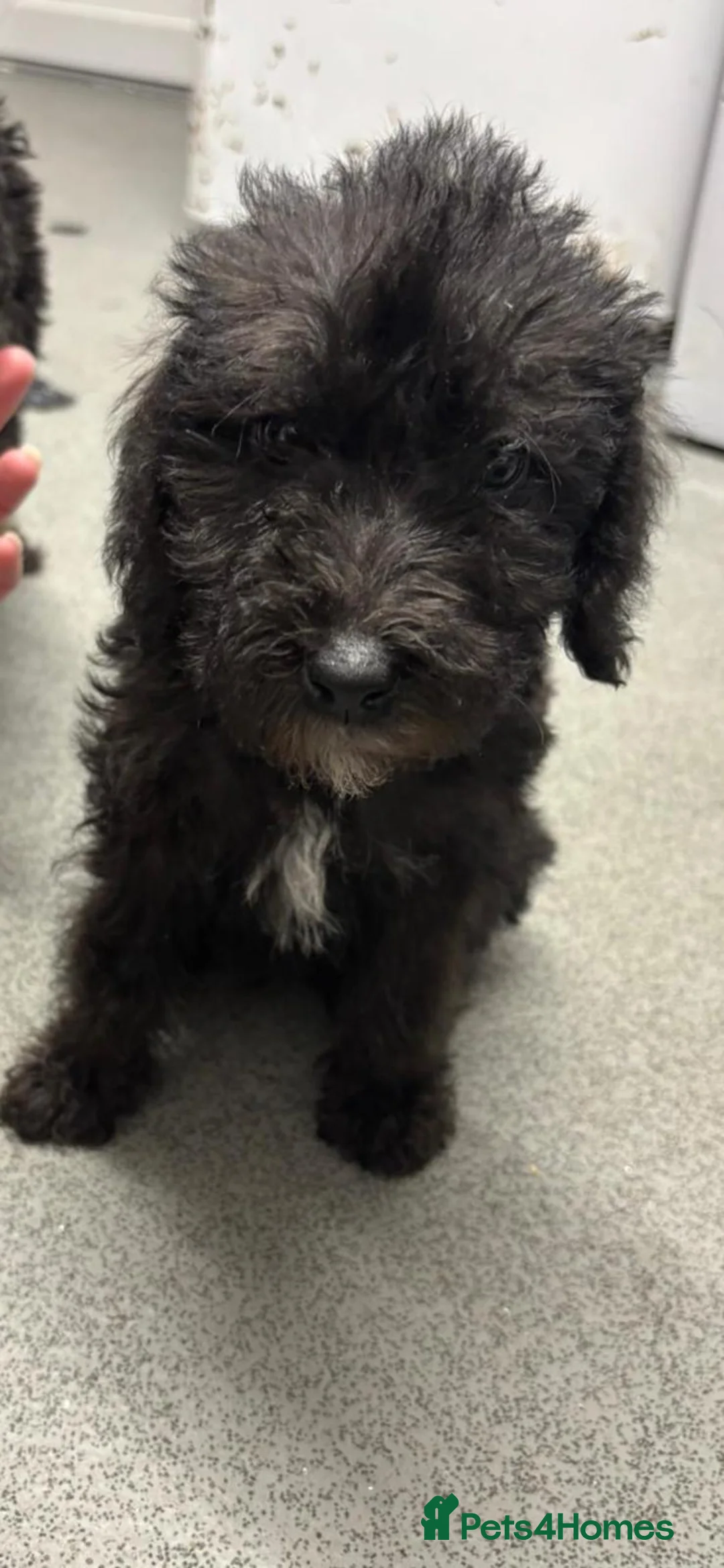 Bedlington Terrier dogs for sale: KC Bedlington puppies - Advert 4