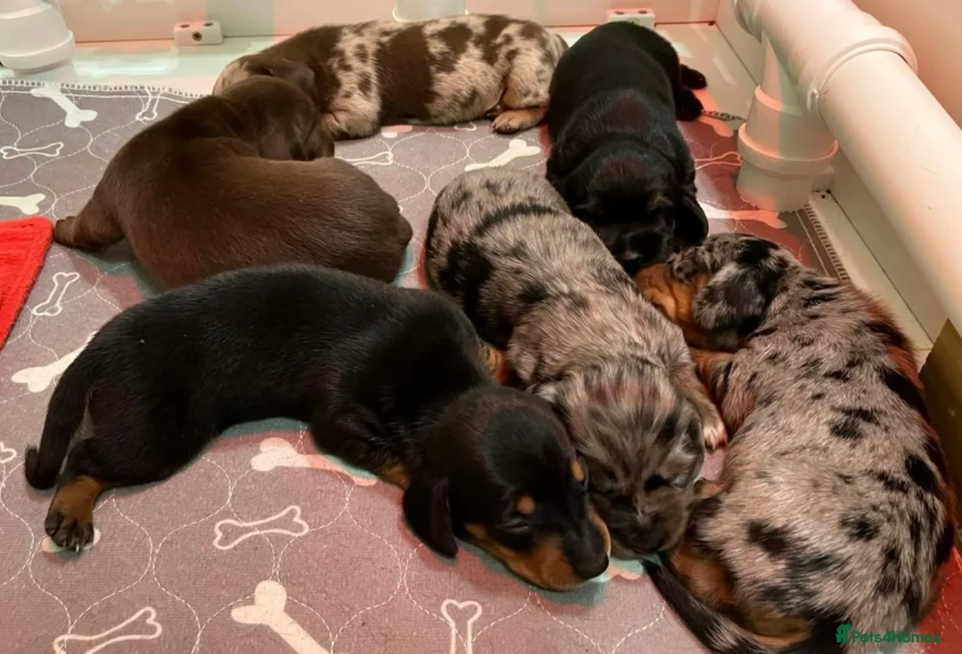 Miniature Dachshund dogs for stud: Chocolate & Tan (carries long) Stud in Dalry - Advert 7