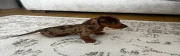 Miniature Dachshund dogs for sale: Miniature smooth haired Dachshund  in Tredegar - Advert 24