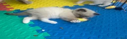 Ragdoll cats for sale: Beautiful Ragdoll Kittens  - Advert 26