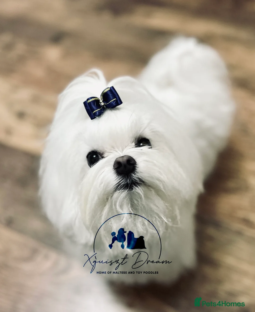 Maltese dogs for stud: OCTAVIUS Korean Maltese KC Registered Proven Stud in Halesowen - Advert 13