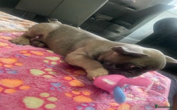 French Bulldog dogs for sale: French bulldog - Image 23