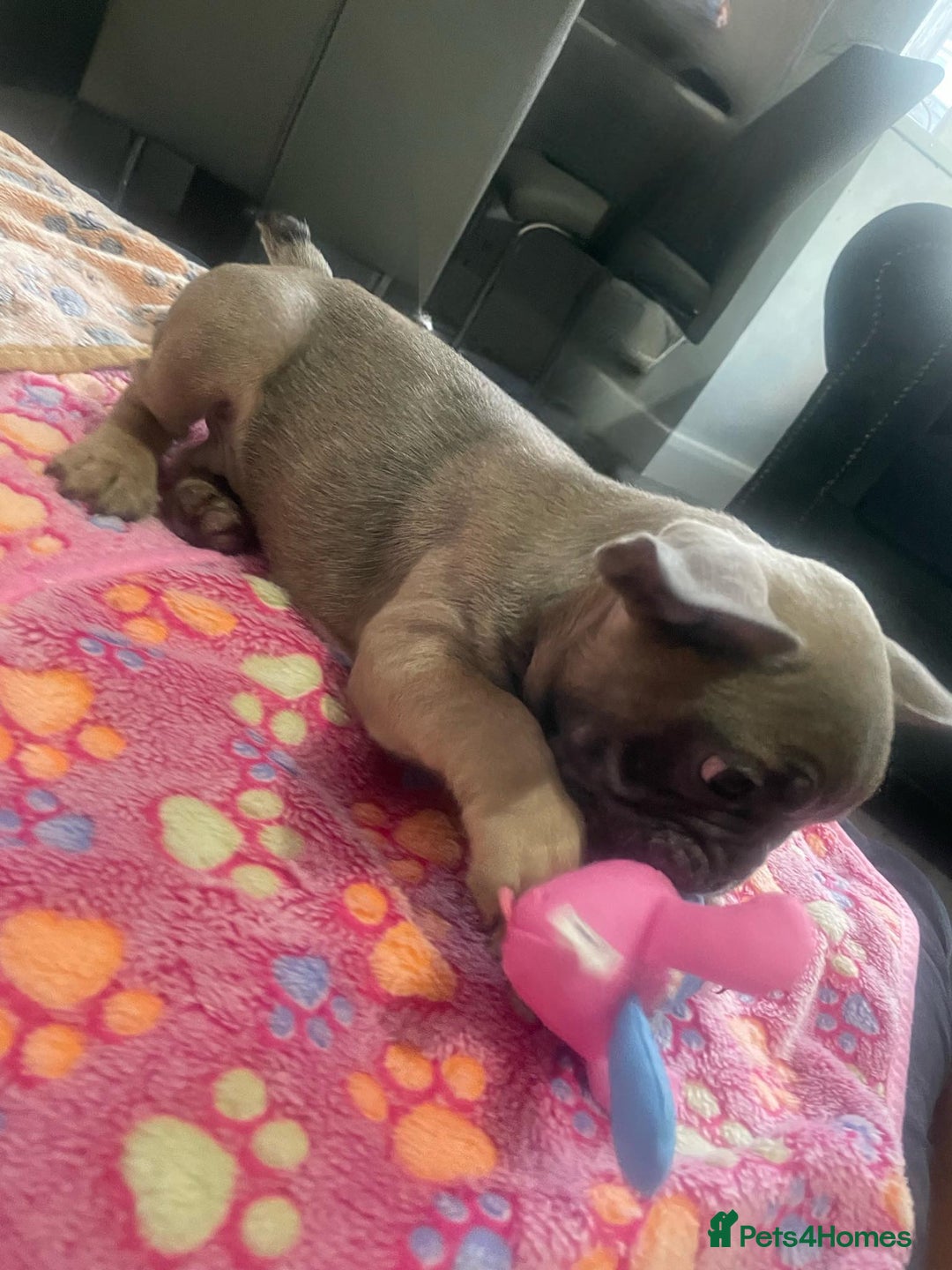 French Bulldog dogs for sale: French bulldog - Image 23