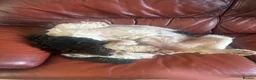 Mixed Breed dogs for sale: beautiful female cockapoo x springer spaniel in Stafford - Advert 2